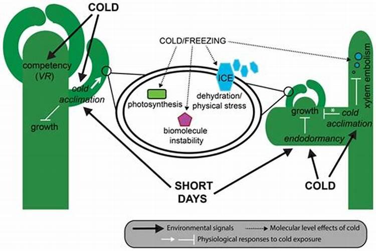 植物遭遇到低温侵袭后的生理变化及症状