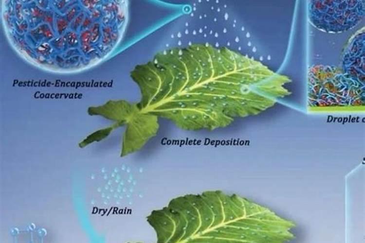 提升农药杀虫效率的策略探究