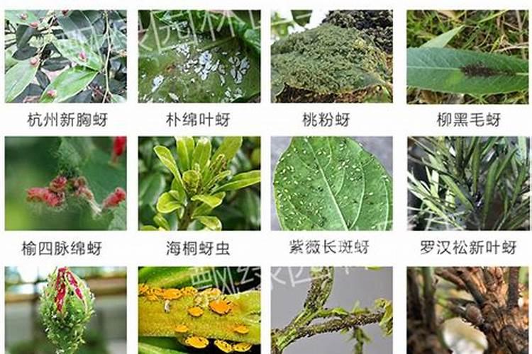 病害虫的防治方法，可采用物理、化学、生物防治等方法？