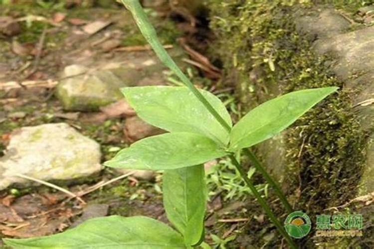 掌握高效农业：一年三熟半夏种植技术揭秘