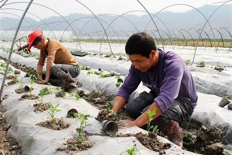 春季播种，药田的黄金季节——药材种植的关键注意事项