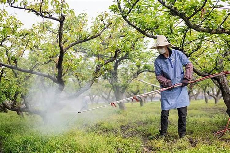 雨季葡萄园的守护者：病虫害防治策略全解析