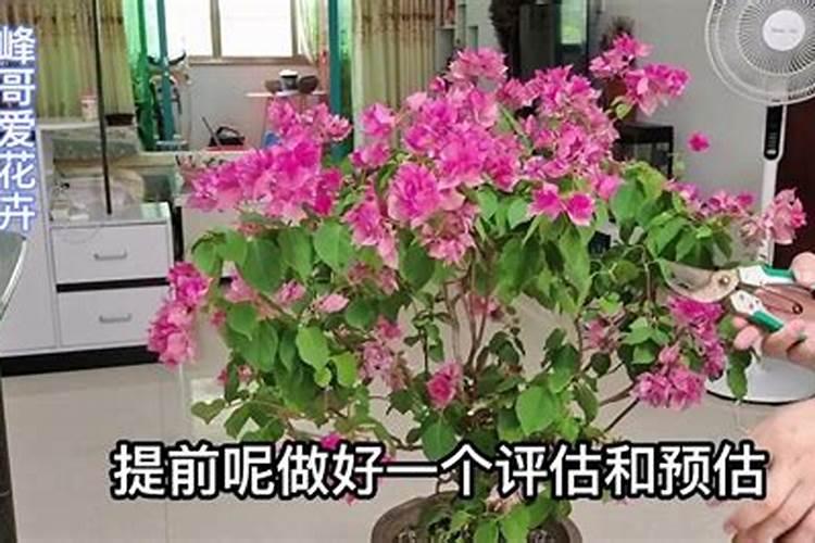 夏季三角梅怎么施肥？