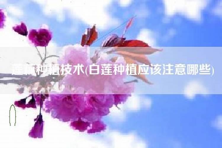 白莲怎么种植，有哪些要点？