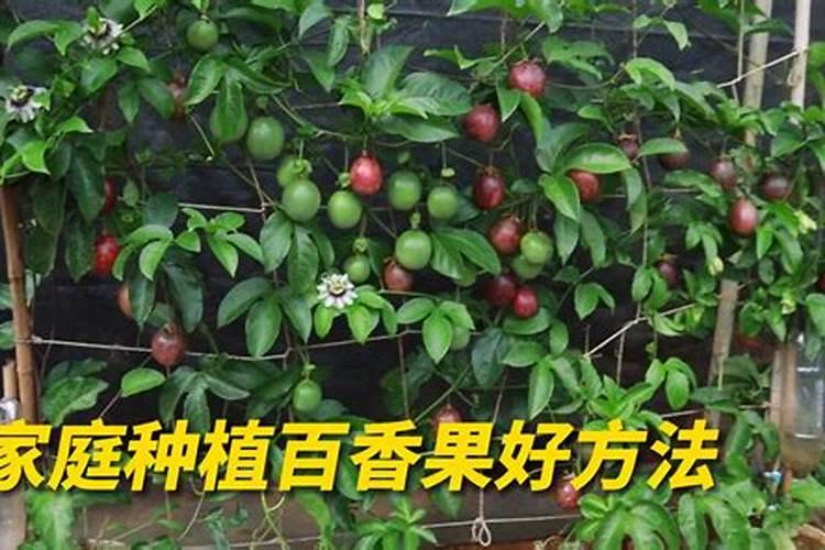 绿意盎然：掌握百香果盆栽种植的奥秘