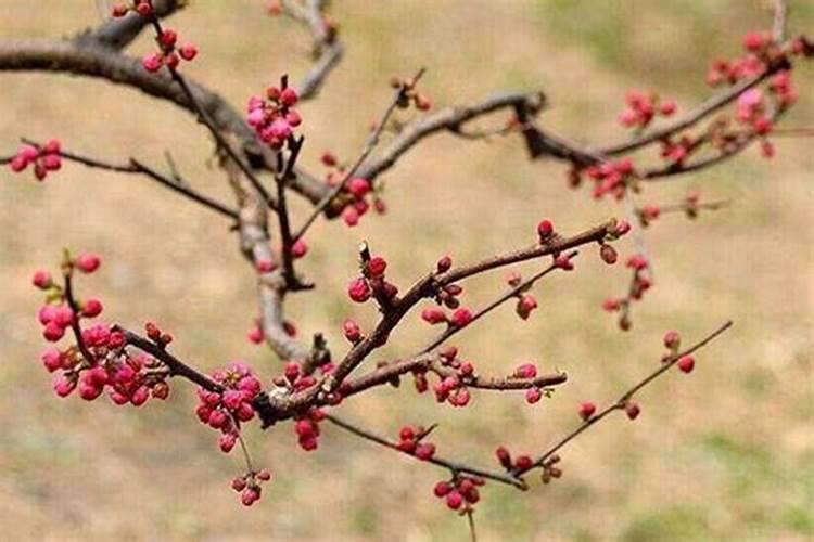 梅花烂根是怎么回事，导致梅花烂根的四种原因？