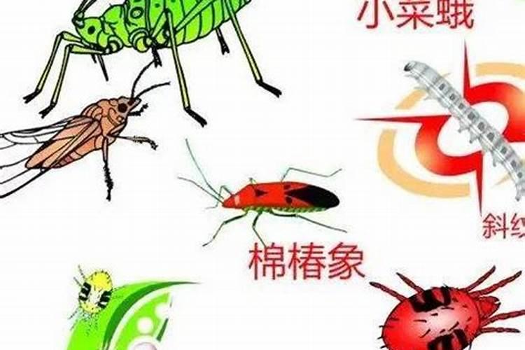 绿色守护者：正确使用生物农药的方法？