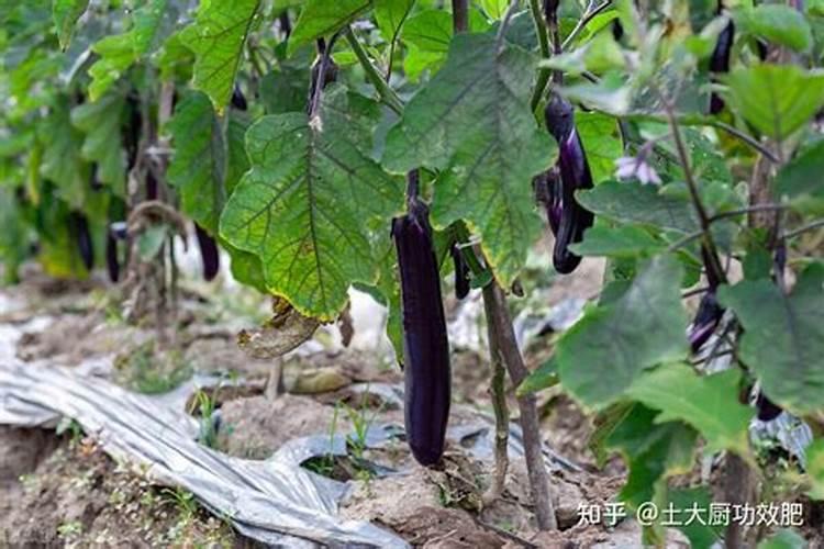 茄子怎么种植高产？夏季茄子高产种植栽培要点