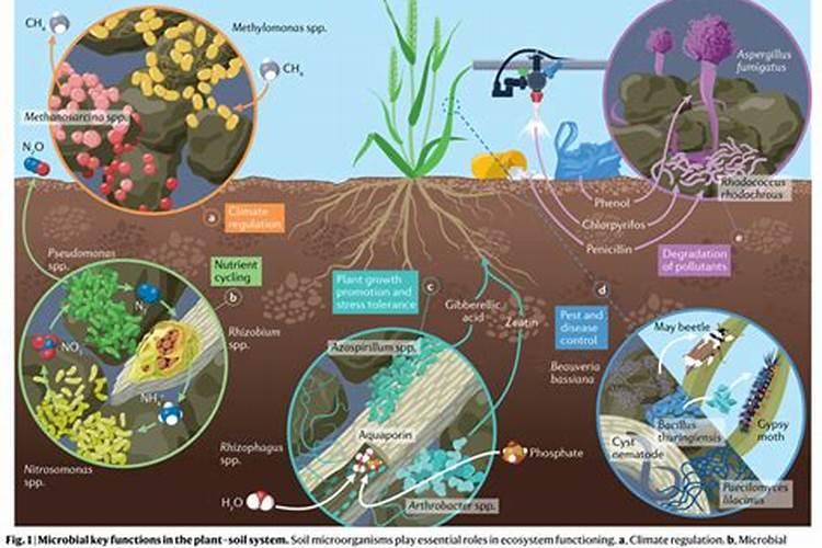 揭秘微生物肥：土壤中的微小英雄与农业的绿色革命