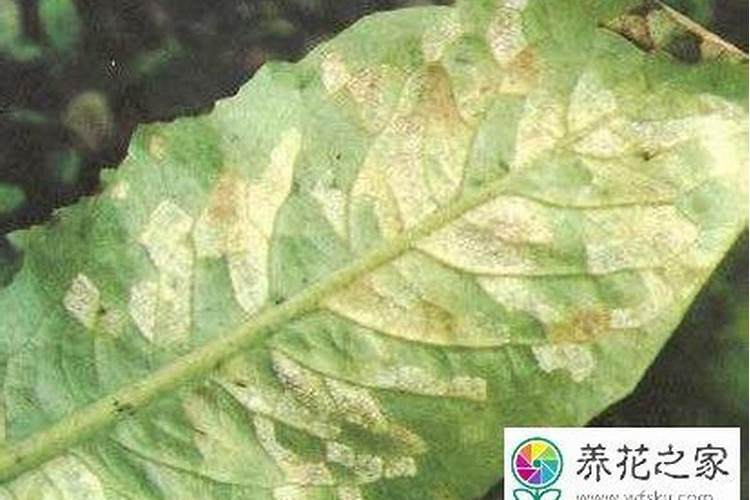 怎样防治莴苣霜霉病？