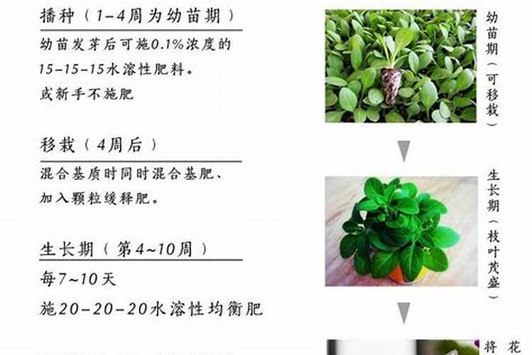 观叶植物的施肥种类选择及施肥方法？