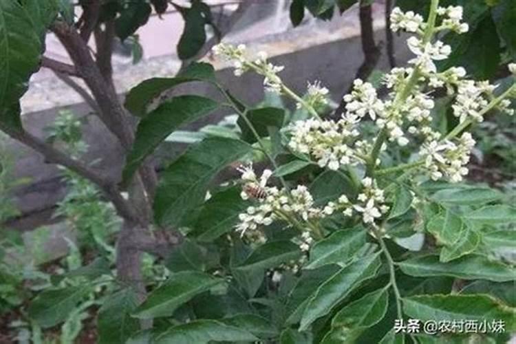 如何促进黄皮果花芽分化？