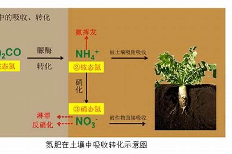 几种氮肥的转化时间是多少？