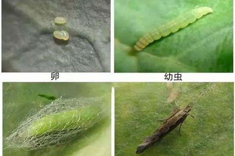 菜蛾为害特点与防治方法？