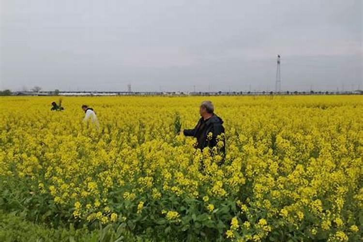 油菜到了初花期，应该怎样进行田间管理？