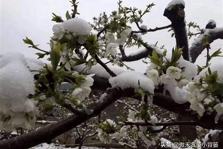 樱桃树防冻药的适时喷洒：确保果园冬季安全的关键措施