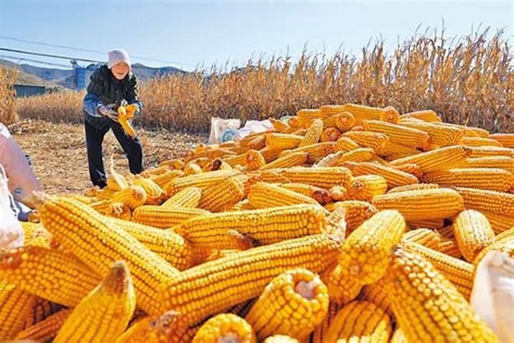 黄金粮食的土地乐章：玉米栽培的土壤需求