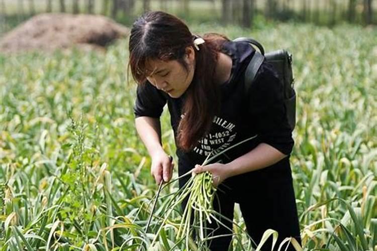 冬季大蒜根蛆防治：策略与实践