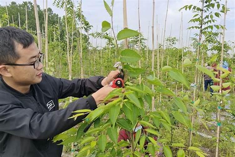 杂交构树高效栽培与管理：掌握关键技术，迈向丰产之路