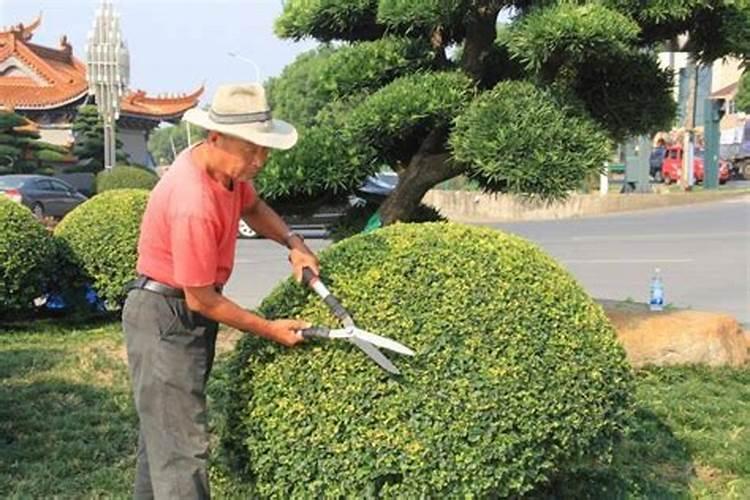 杂交构树高效栽培与管理：掌握关键技术，迈向丰产之路