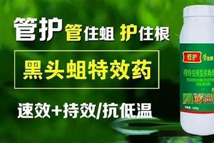 杀蛆特效药全解析：附蛆的基本介绍与综合防治策略