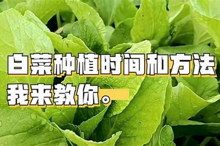 秋季白菜种植技术全攻略：从播种到收获的详细指南