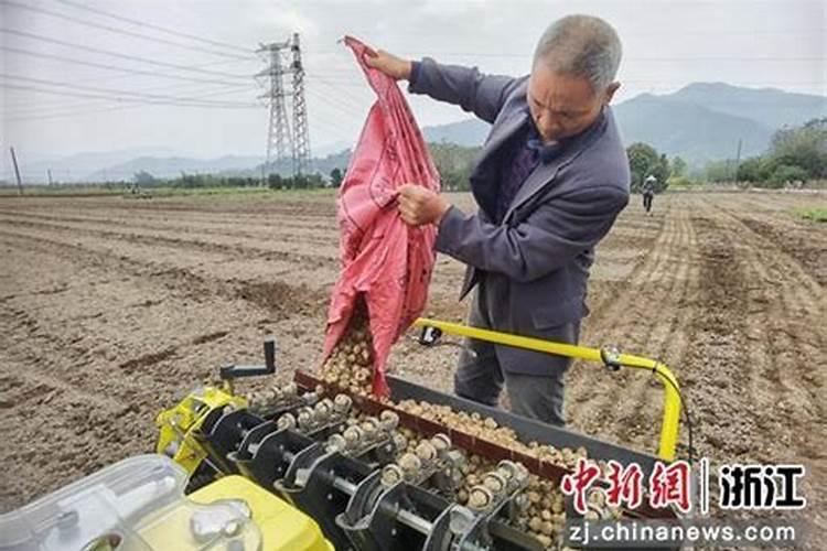 揭秘浙贝的规范化栽培技术：从种植到收获的全过程