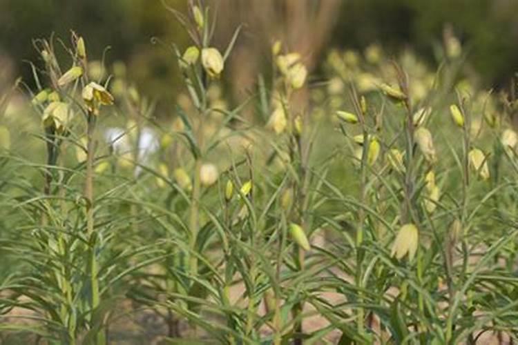 揭秘浙贝的规范化栽培技术：从种植到收获的全过程