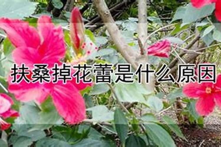 扶桑掉花蕾是什么原因？