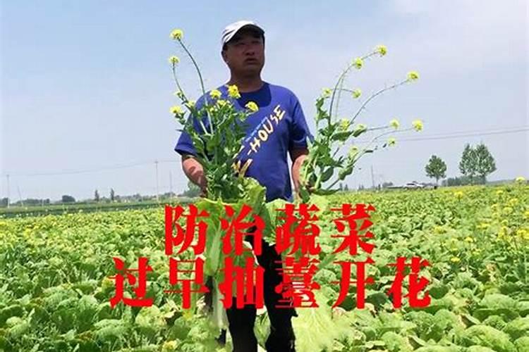 应该如何解决蔬菜卷叶问题？