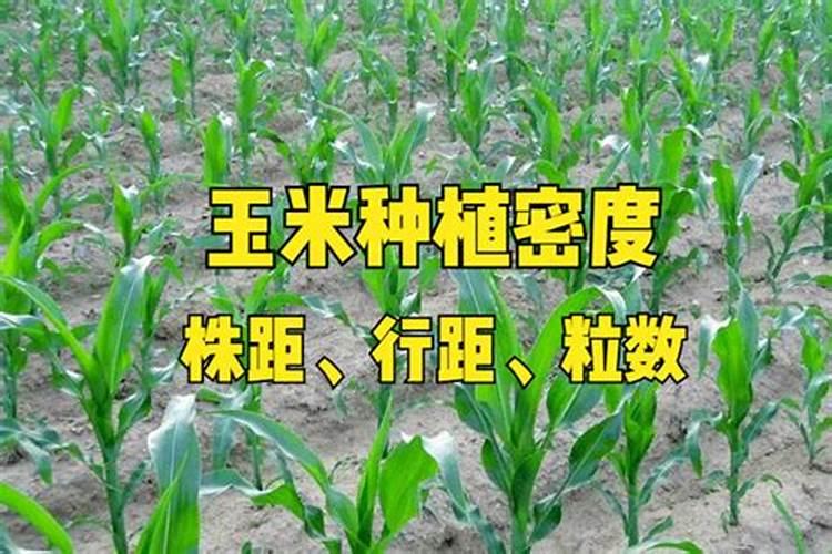 谷子种植行距和株距多少合适种植密度参考表？