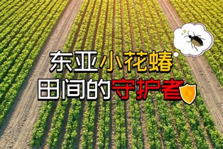 田间守护者：玉米咪虫的防治策略