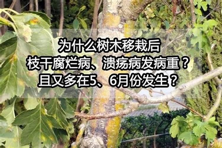 树木移栽死亡有哪些原因？带你一一分析！