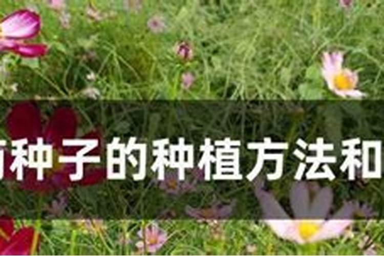 黑豆芽菜的高效栽培秘籍：从种植到收获的全面指南