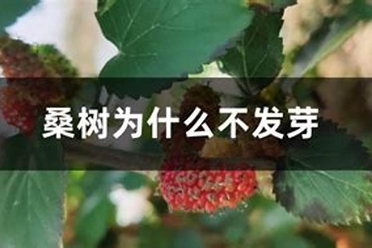 桑树不发芽的原因