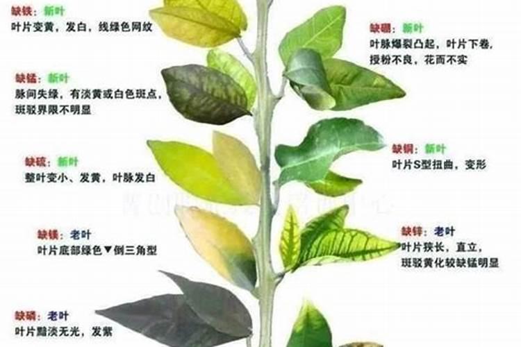 蔬菜缺、氮、磷钾的表现是什么？