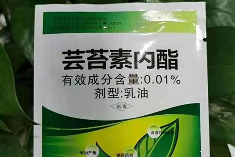 火龙果喷施芸苔素内酯有什么效果？