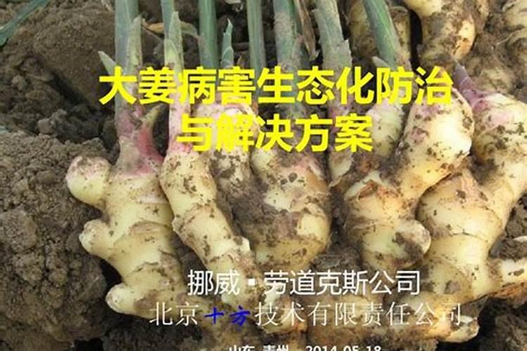 大姜病虫害防治：策略与实践