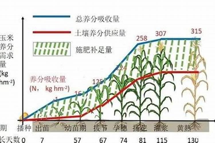 智慧施肥：配方肥施的注意事项与实践