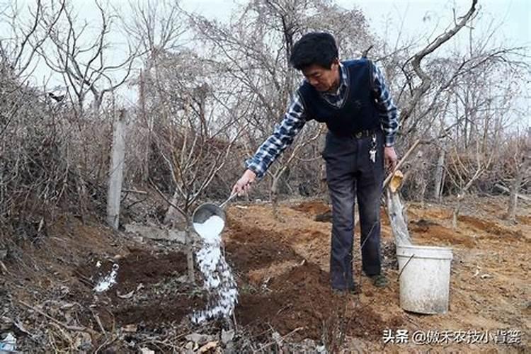 智慧施肥：配方肥施的注意事项与实践