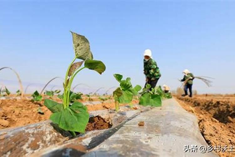 智慧施肥：配方肥施的注意事项与实践