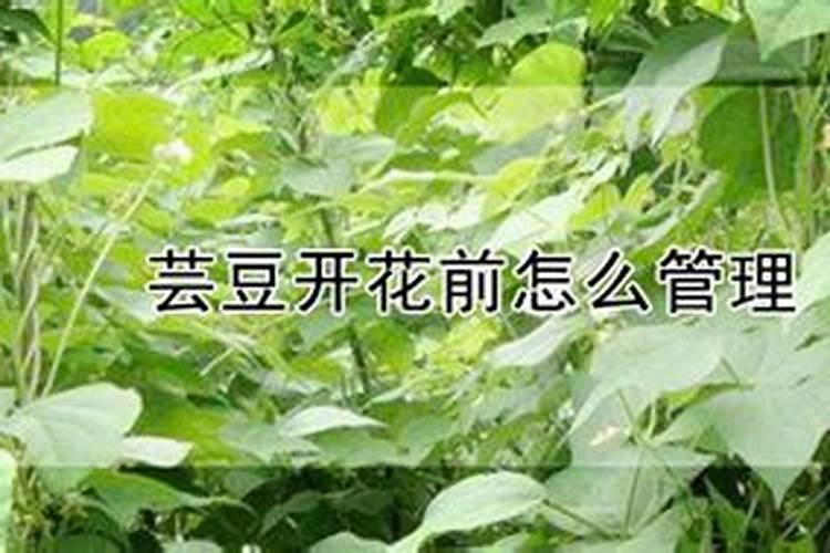 芸豆开花前怎么管理？