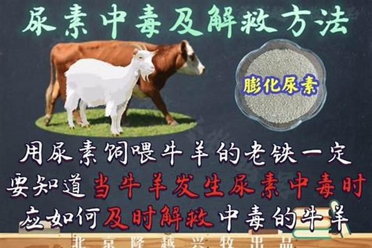 尿素中毒症状及治疗