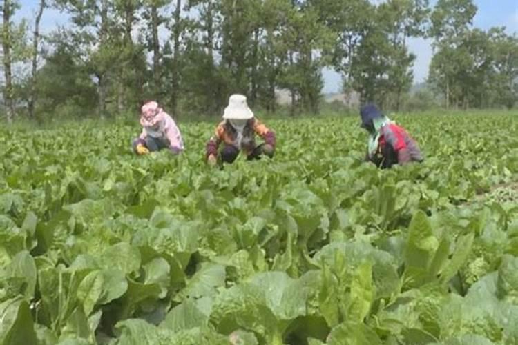 雨季施药攻略：确保露地蔬菜安全与健康