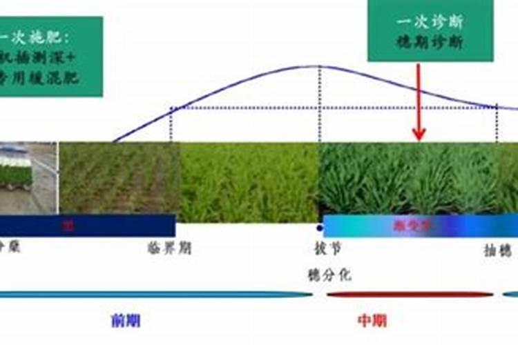 水稻施肥技术要点：迈向高产与可持续发展的关键步骤