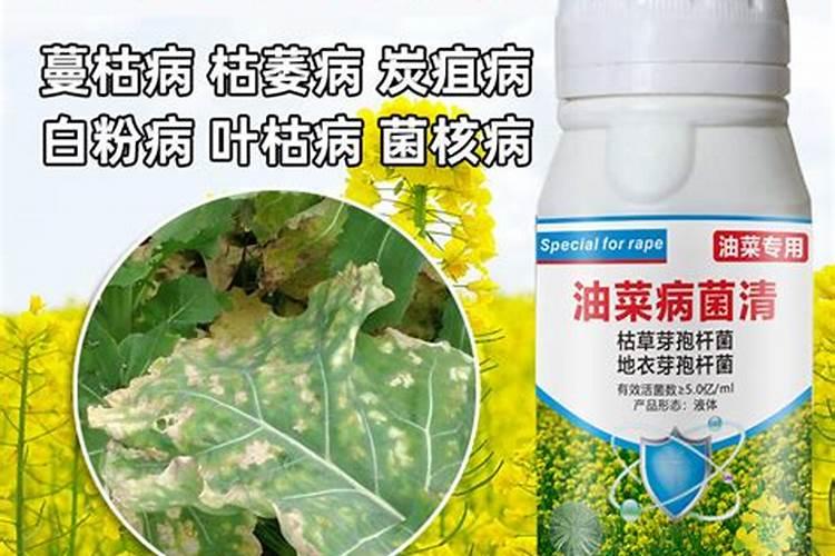 守护绿金：战胜油菜霜霉病的药剂盾牌