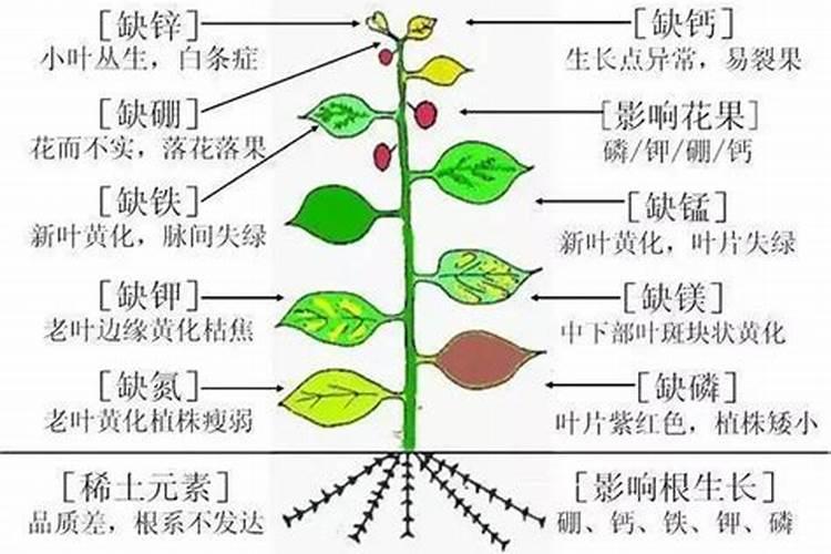 田间守护者：豌豆缺素症的防治策略解析