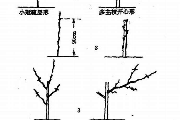 揭秘鸭梨生长结果与整形修剪的奥秘