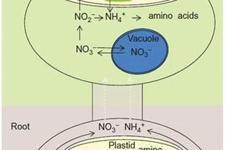 植物营养的奥秘：铵与硝态氮的吸收之谜
