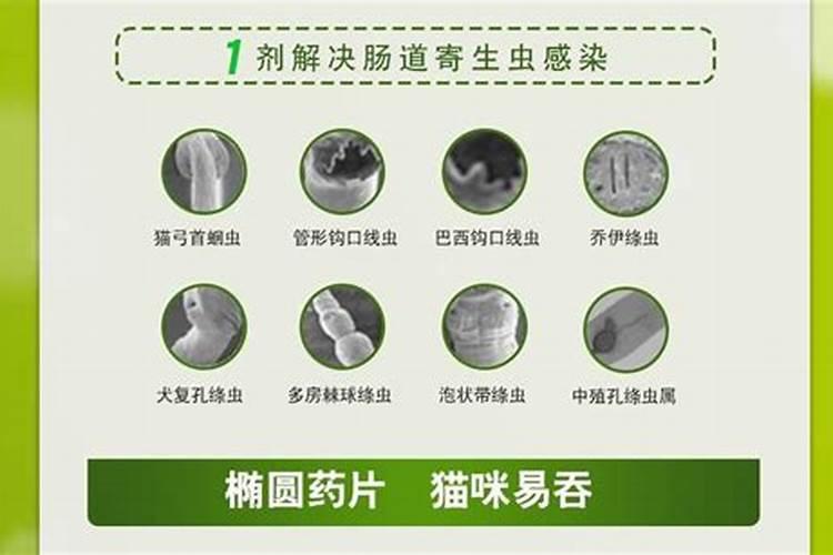 驱虫药的正确使用：确保安全与效果？